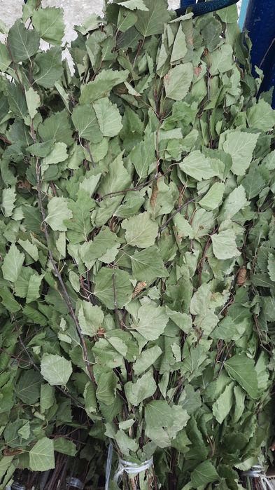 Баный веник пихта, берёза,  пихта береза