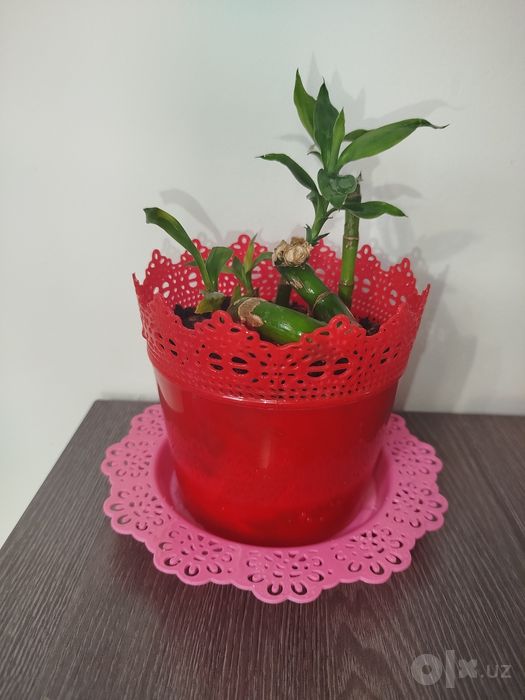 Bambuk shastya бамбук счастья