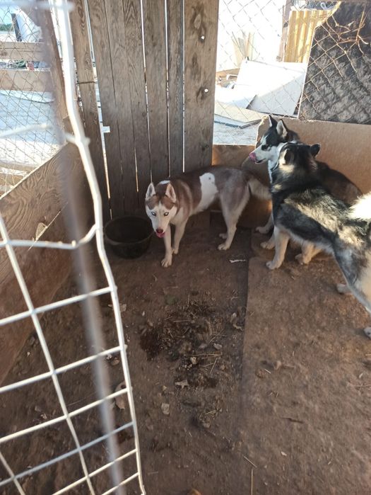 Продам собак и щенят хаски