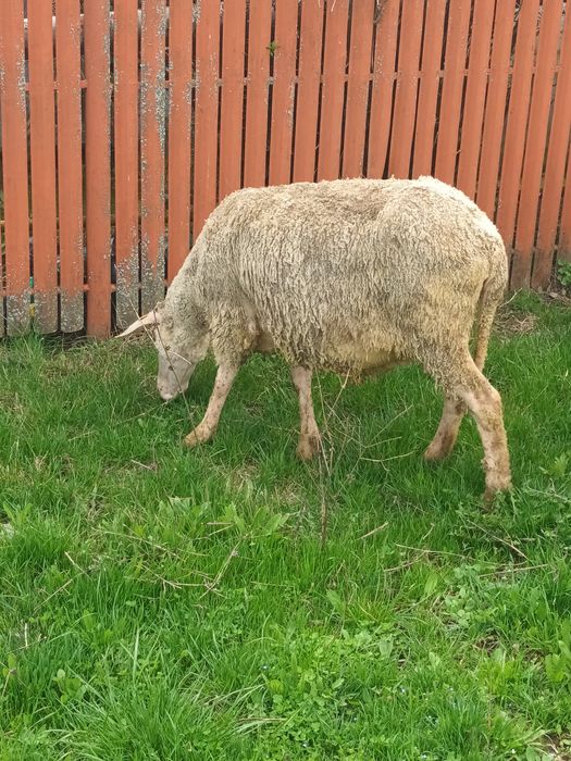 Oi fatate de vânzare