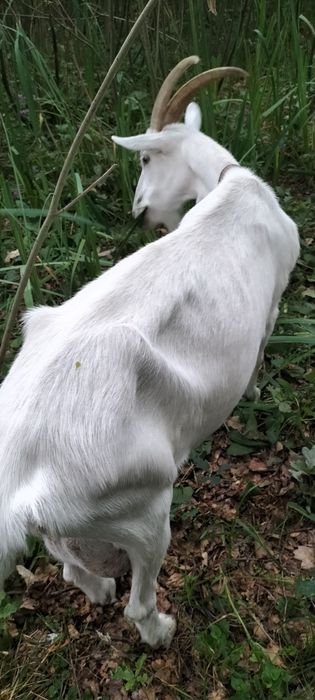 De vinzare sanen și alpin francez corcitura cu anglinubian