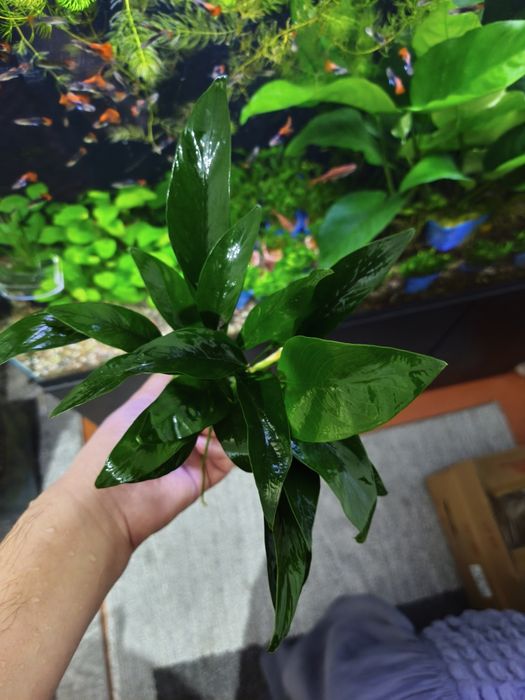 Anubias cangesist