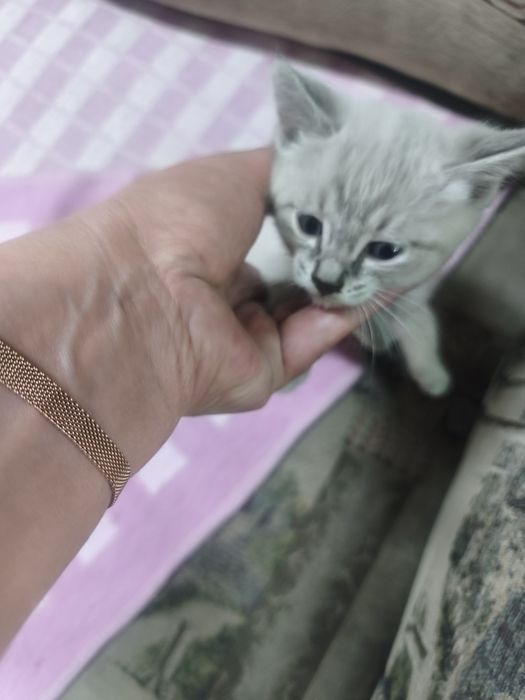 Милые котята ищут доброго хозяина