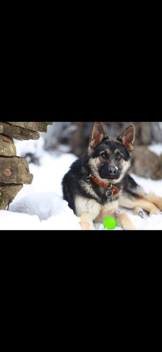 Кученцата на Афра и Рой