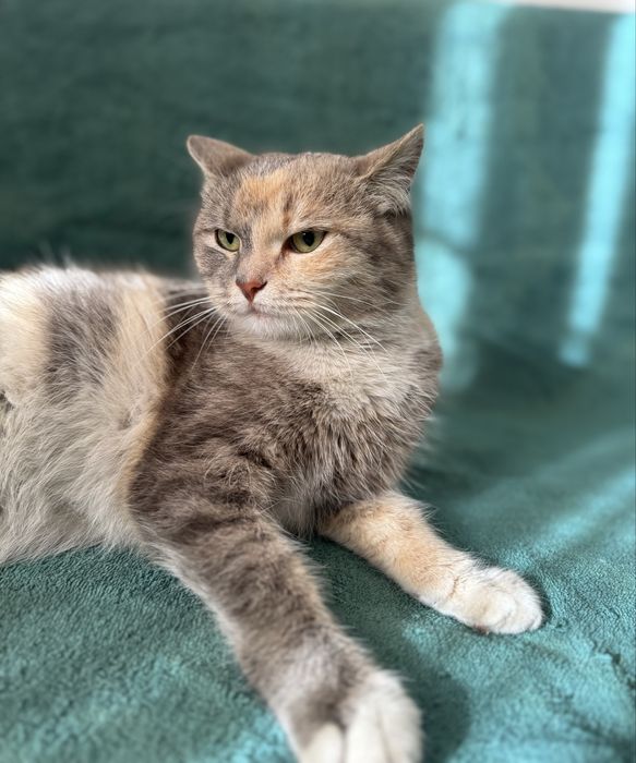 Отдадим кошечек в добрые руки