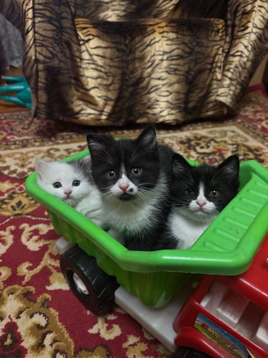 Продаются котята домашние
