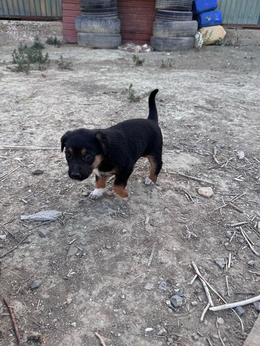 Собака күшік щенки