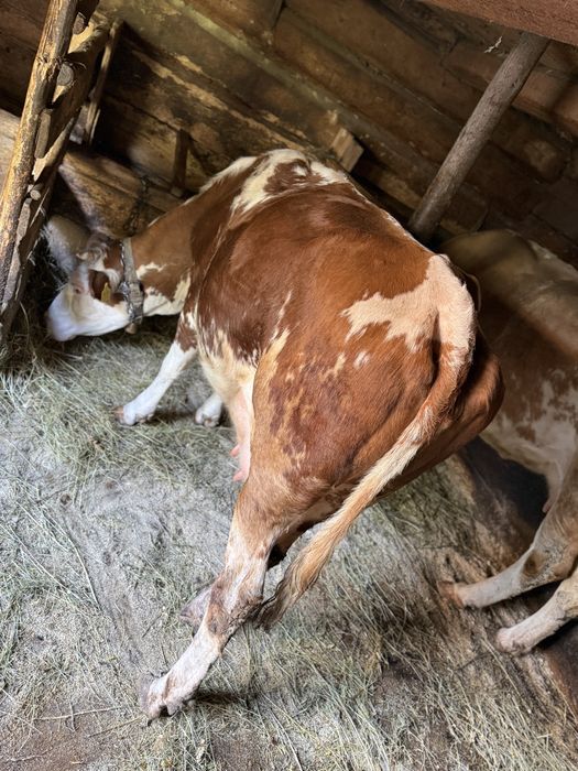 Vand vaca baltata cu vitea