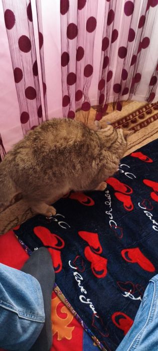 Шотландская порода