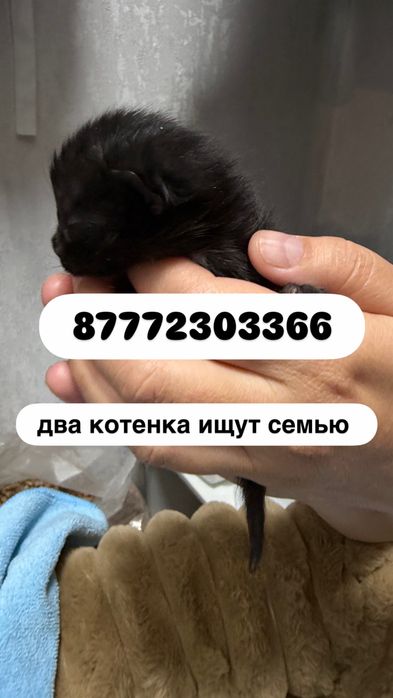 Нужна кошка кормящая
