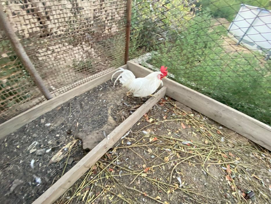 Куры несушки продам