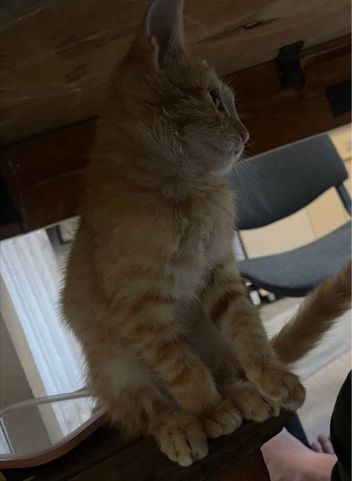 Отдаем золотого котенка