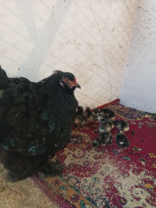 Продам курицу с цыплятами.порода Брама