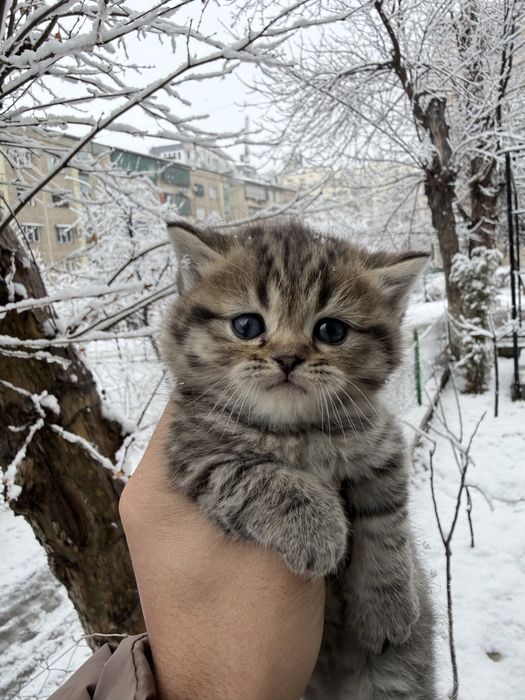 Scotish fold Sotiladi