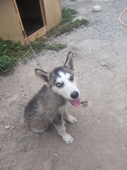 Продаётся хаски