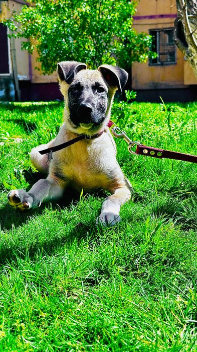 Отдам собак в хорошие руки!