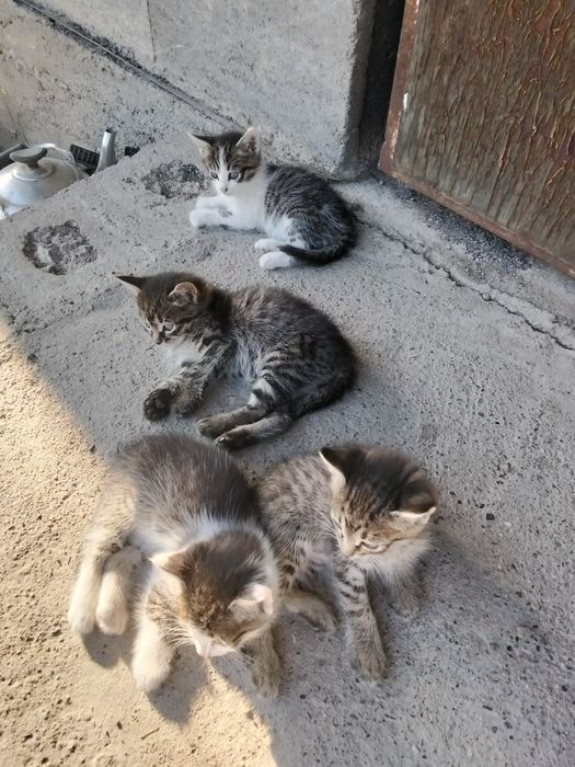 Отдам котят месячные