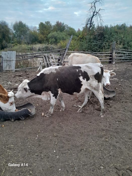 Продам бычков 550 000тг