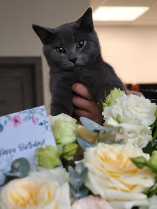 Породистый Котенок в добрые руки