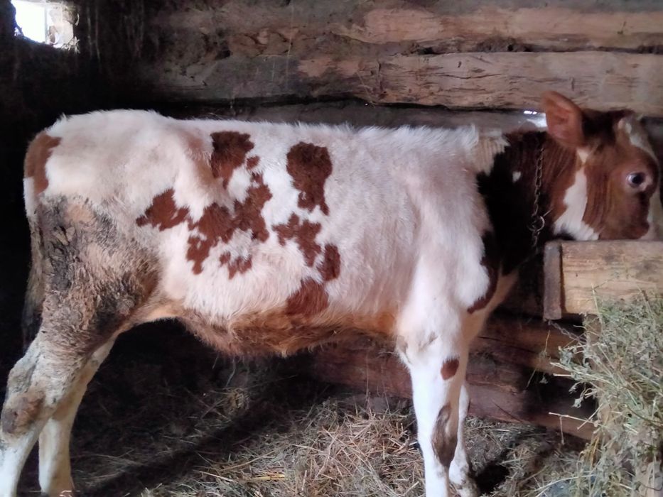 vând tauraș de 4 luni