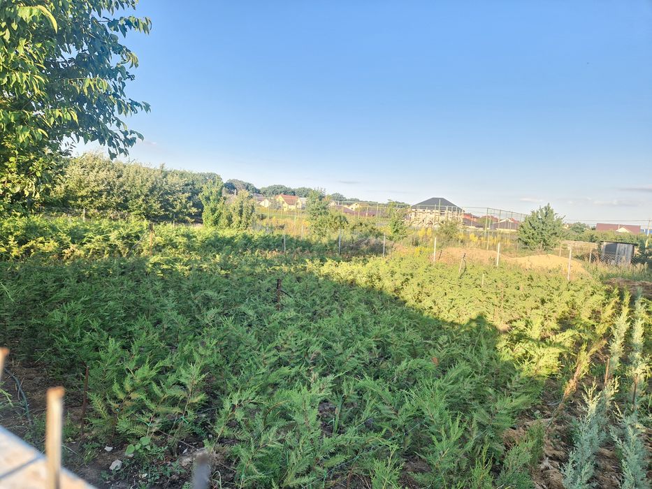 Tuia leilandi altoi 120 cm