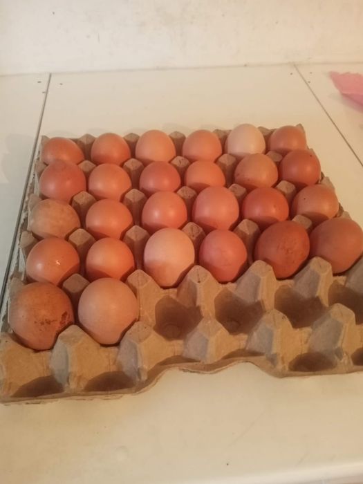 Продам курей только оптом