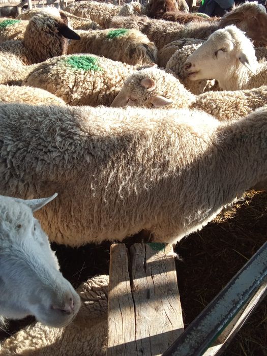 18 шт токтылар еркек ургашы