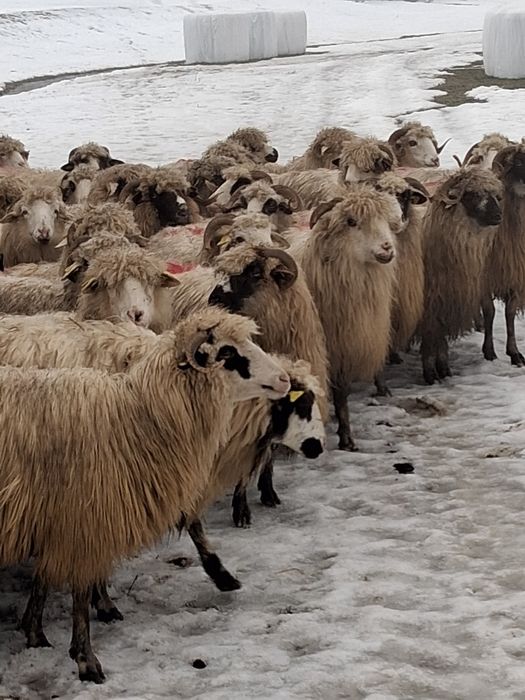 De vânzare 70 de oi bune de tinut