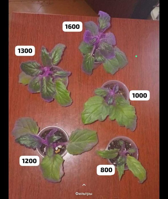 Долларовое,цикламены,женское счастье, разные отростки...