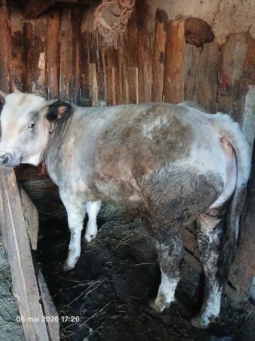 Vând vițel albastru belgian
