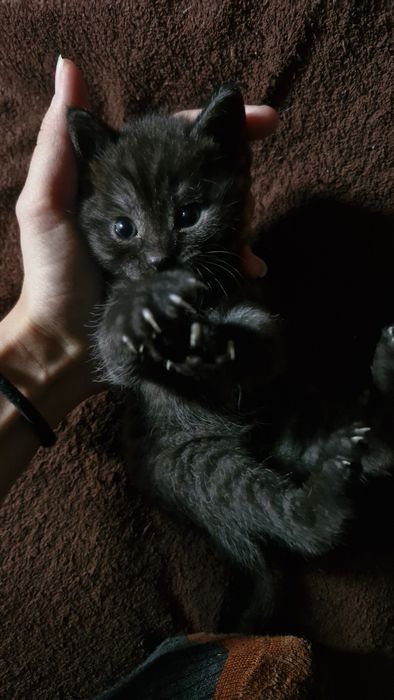 отдам котенка мальчика