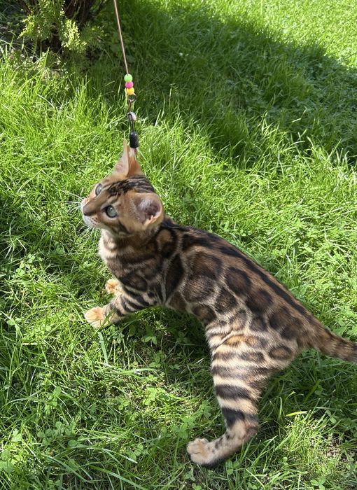 Бенгалско коте, момче, момиче