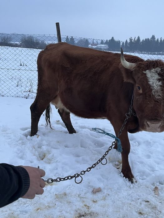 De vanzare vaca de 4 ani
