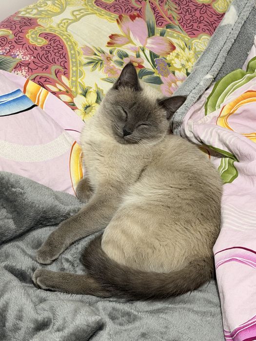 кошечка лапочка милашка