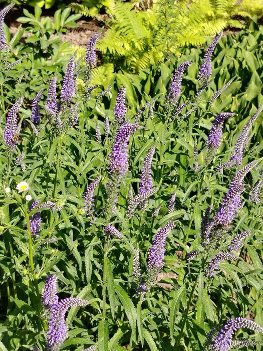 Рассада английской голубой аквилегии, матрикарии. вероники