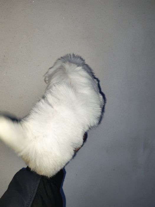 Bichon Maltez mini toy – fetiță