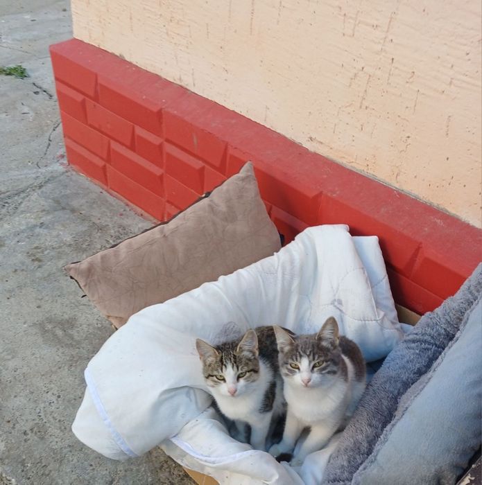 Отдаю в добрые руки котят