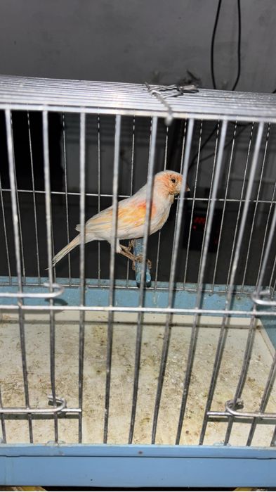 Канарейка самка мозайка