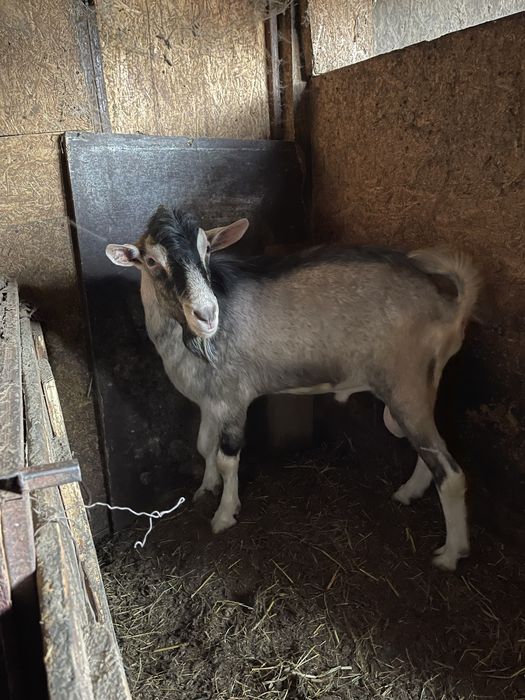 Vand tap metis de sannen si toggenburg varsta 1 an bun pentru monta
