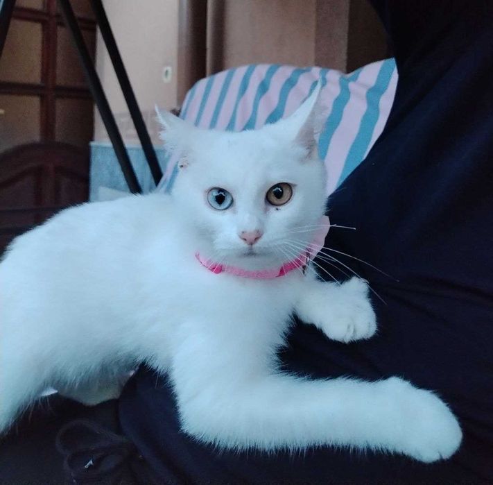 Продается котенок девочка с разными цветом глаз, Мушук боласи сотилади