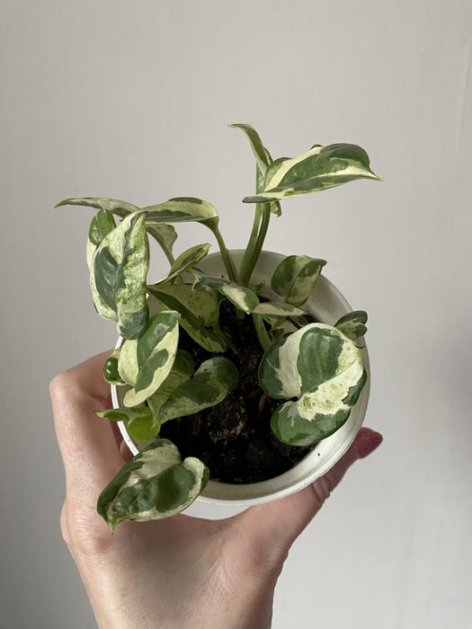 Эпипремнум энжой