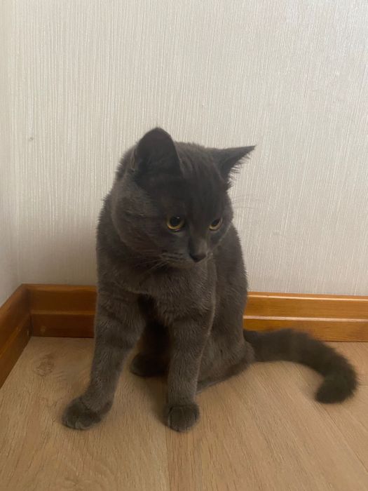 Котенок в добрые руки