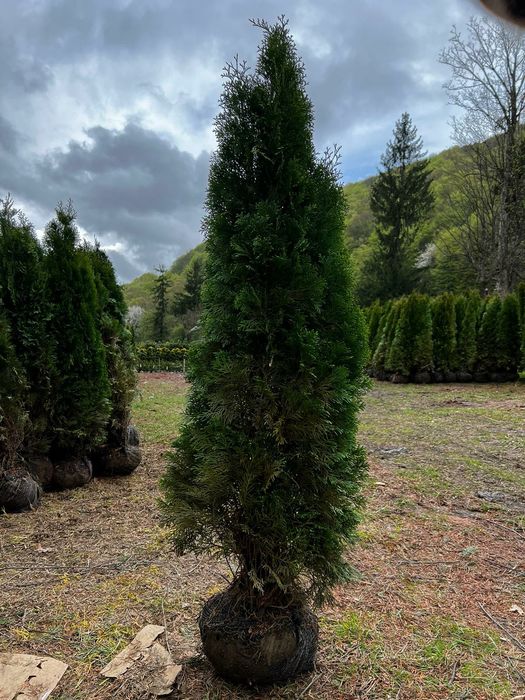 Tuia smarald Leylandii chipaross