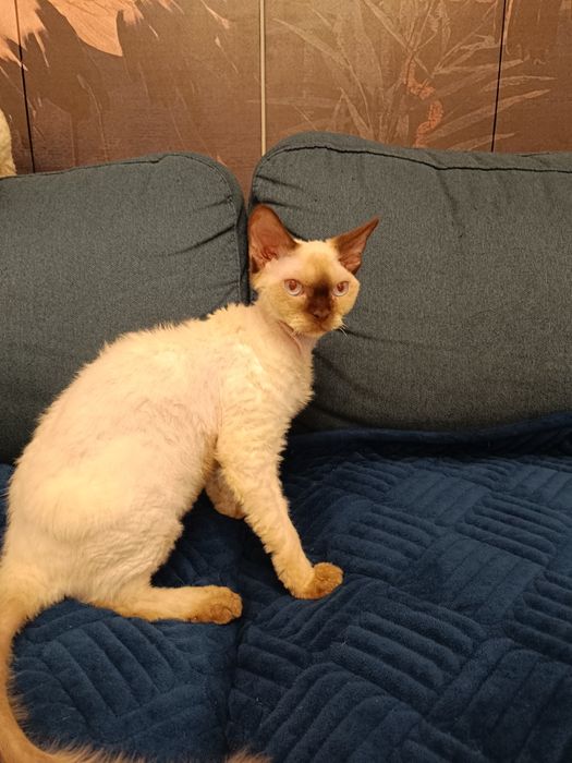Отдам кота Девон рекс