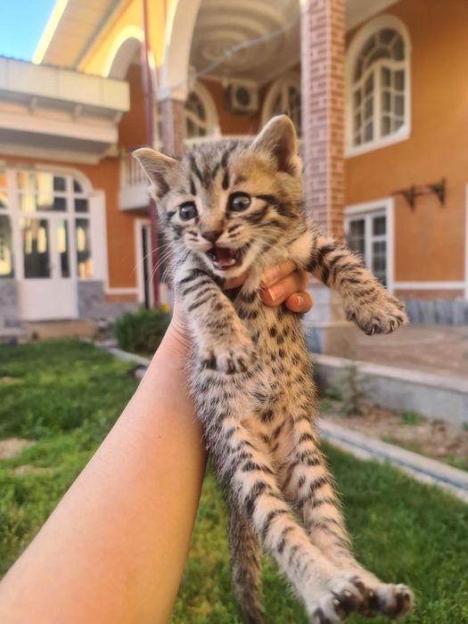 Mushikchalar sotiladi 1. Yarim oylik