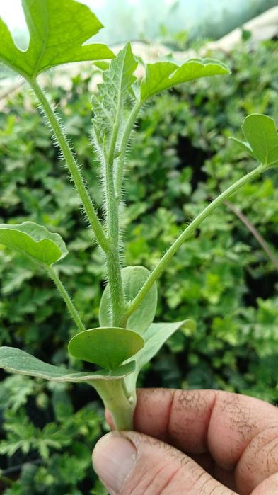 Разсад домат, краставици, зеле и др.