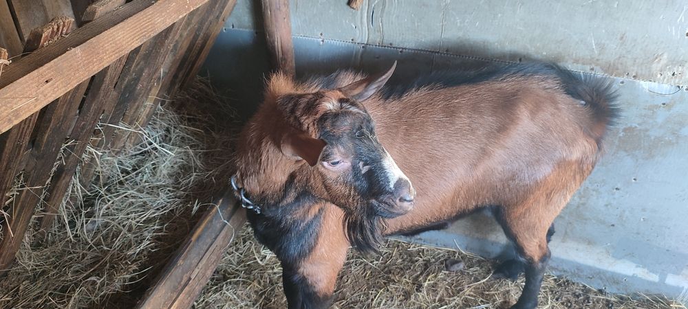 Vând țap Alpin Francez