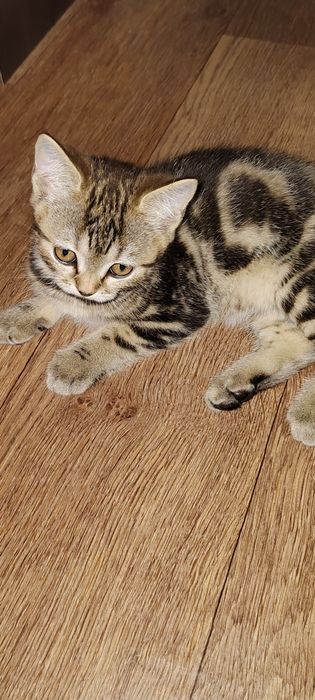 Шотландка котенок девочка