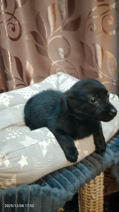 Отдам собачку в добрые руки