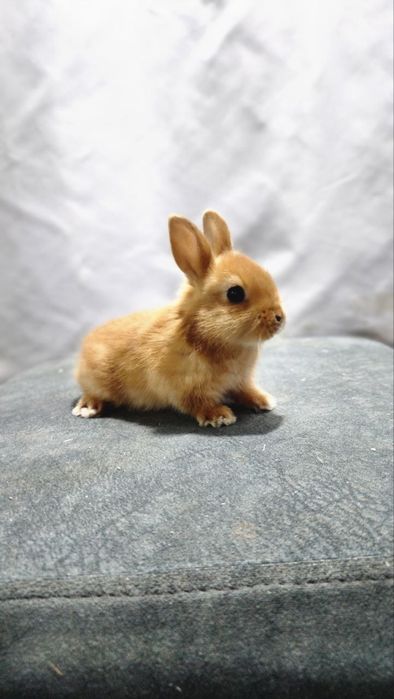 Карликовые кролики.